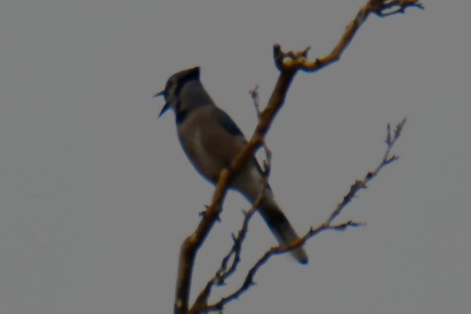 Blue Jay - ML652690811