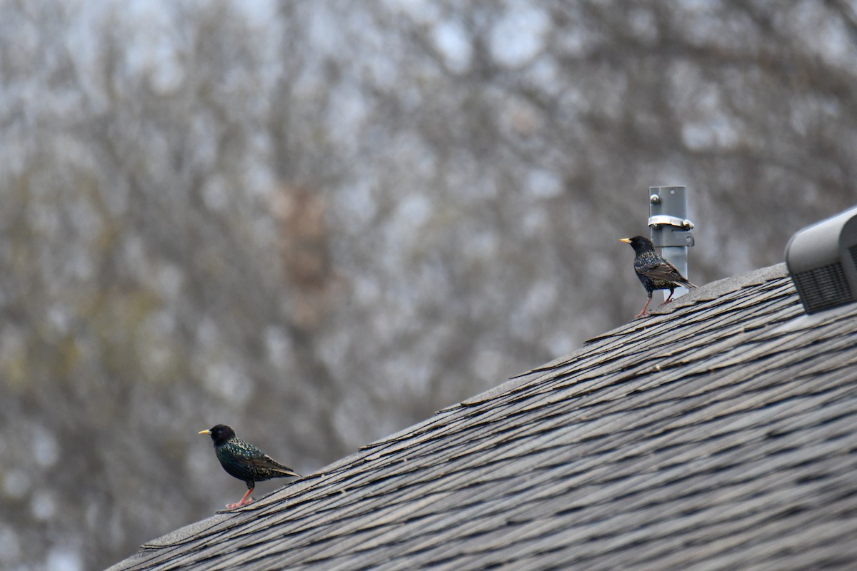 歐洲椋鳥 - ML652690820