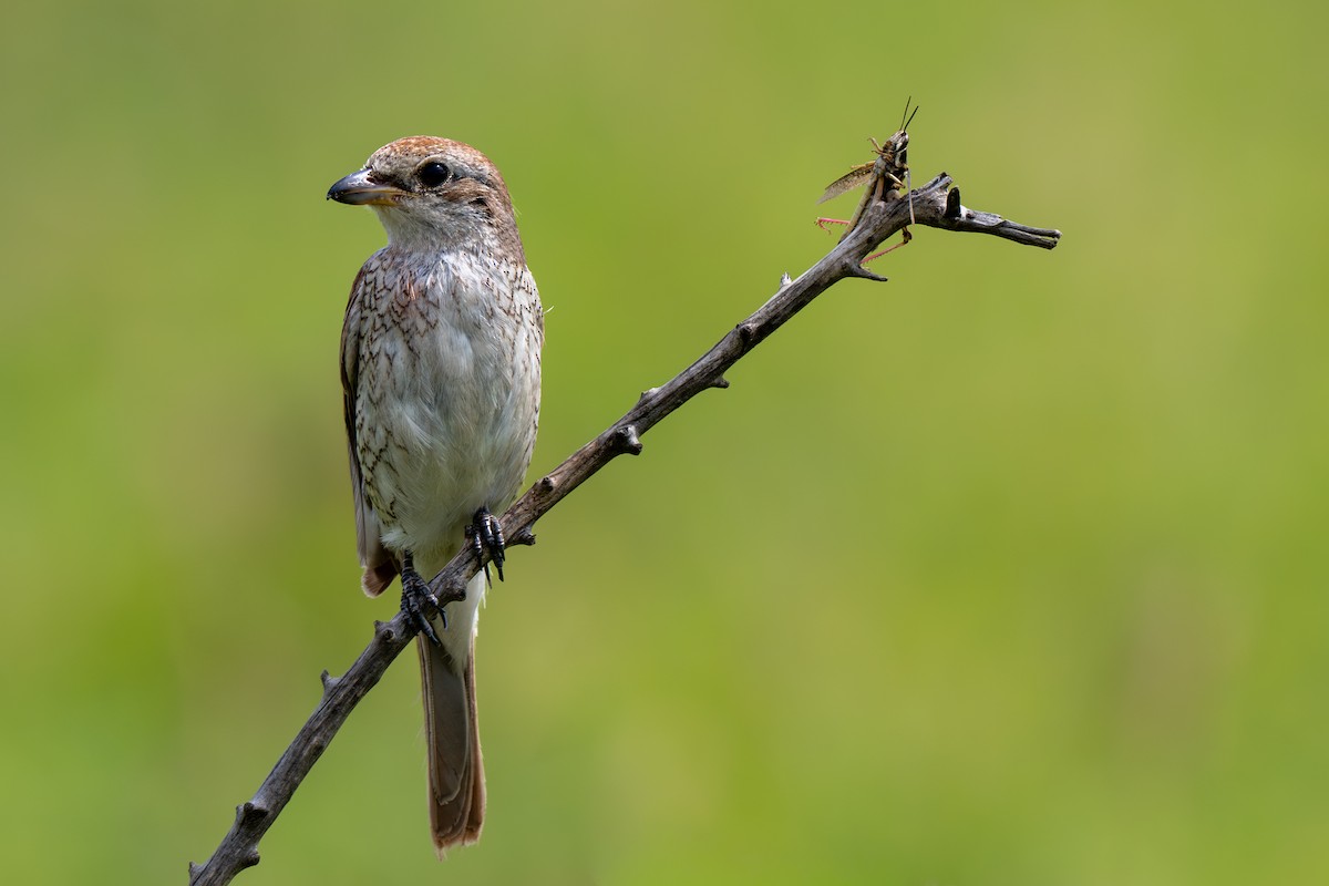 Red-backed Shrike - ML652690850