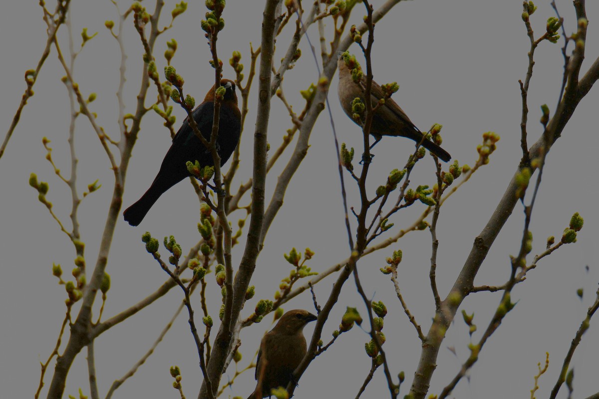 Brown-headed Cowbird - ML652690857