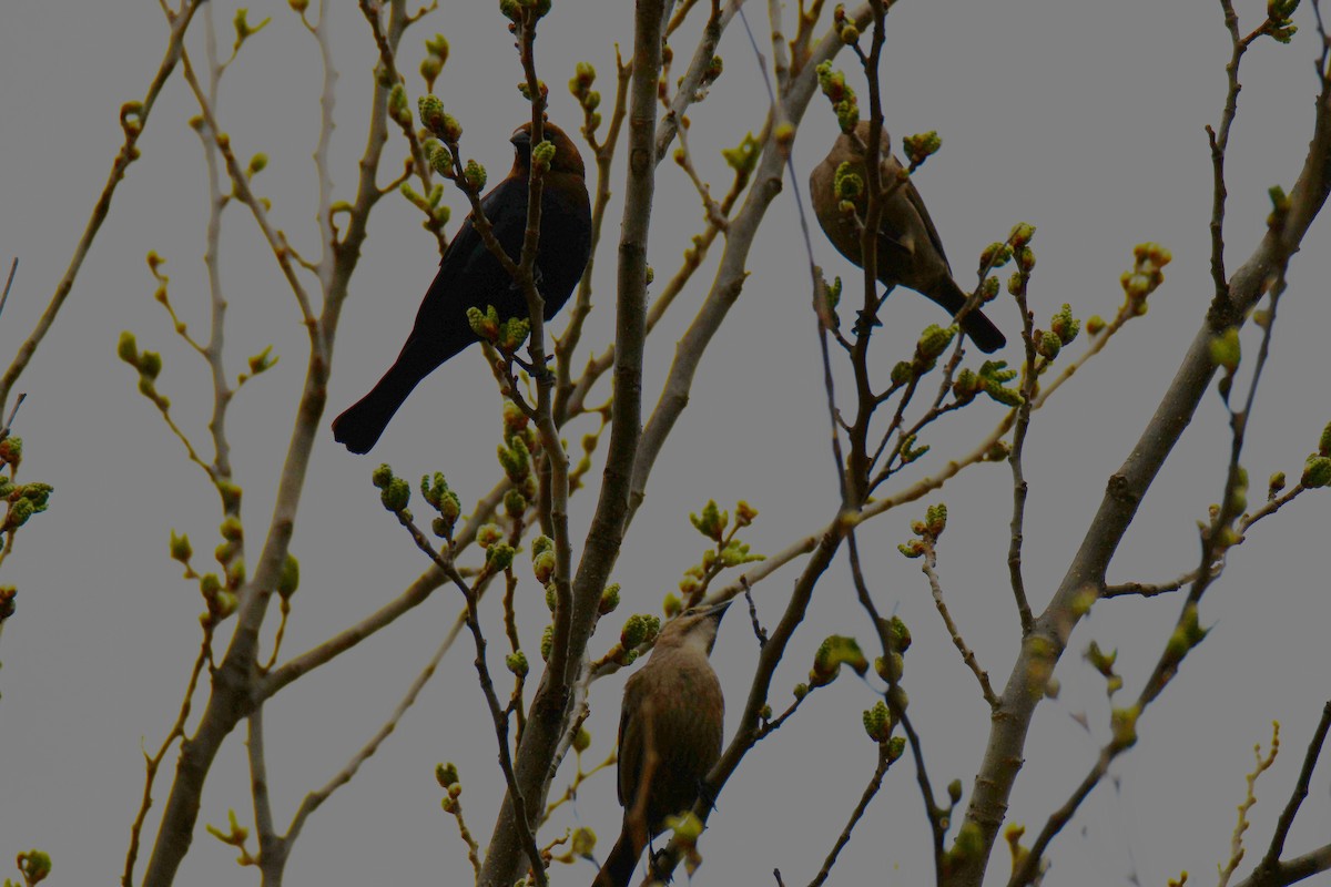 Brown-headed Cowbird - ML652690858