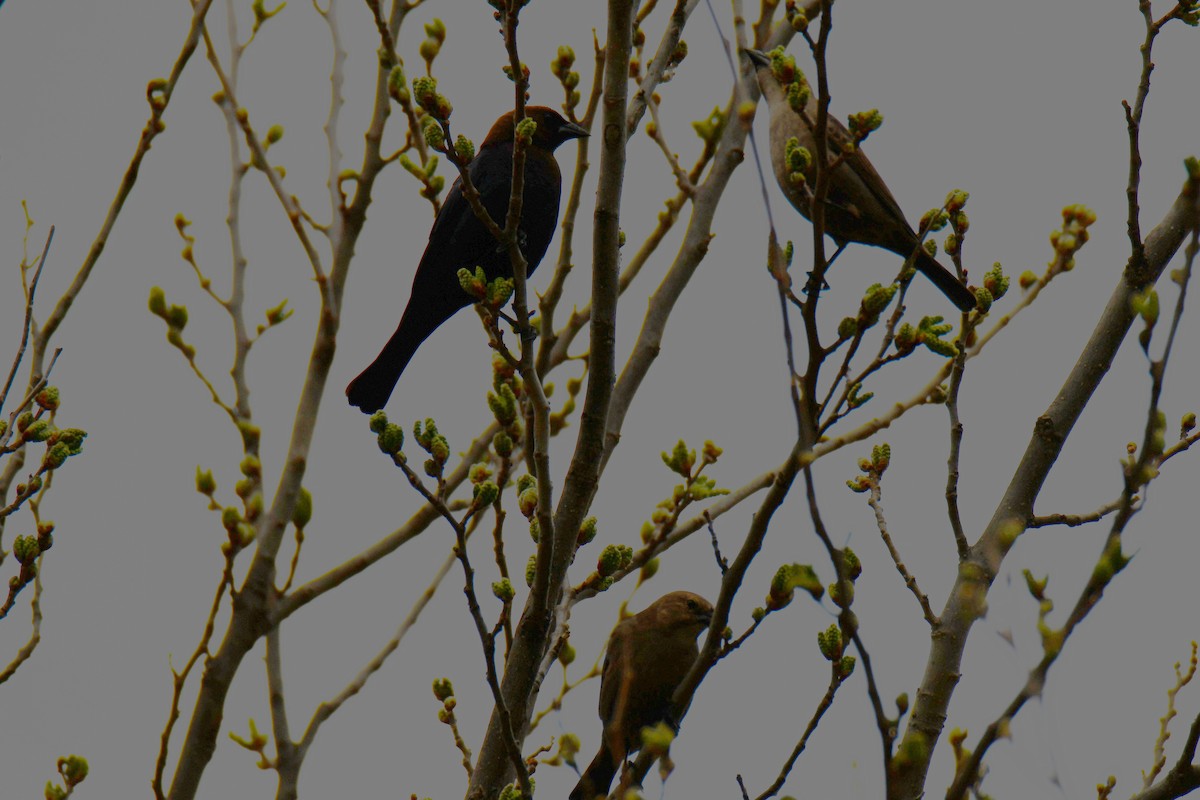 Brown-headed Cowbird - ML652690859