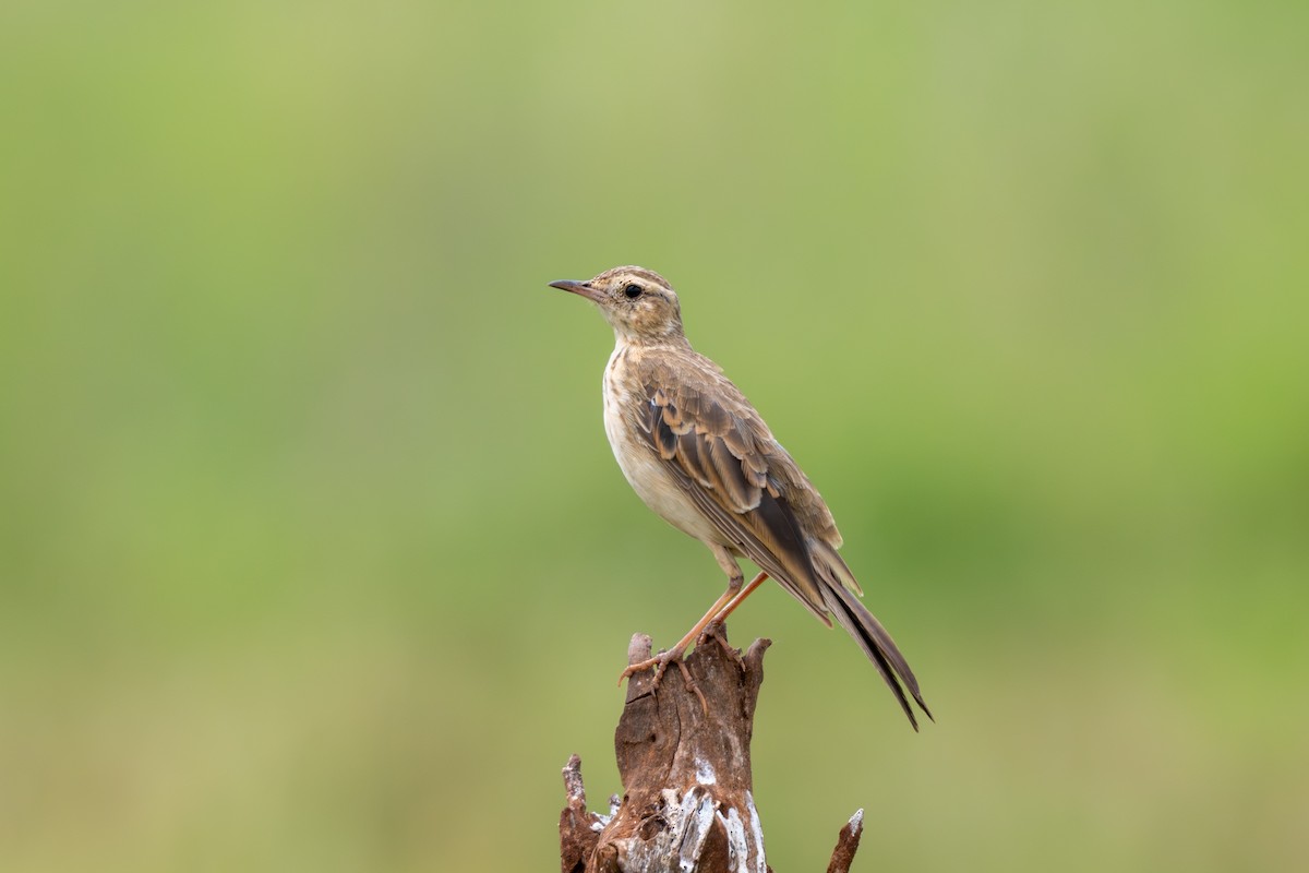 African Pipit - ML652690866