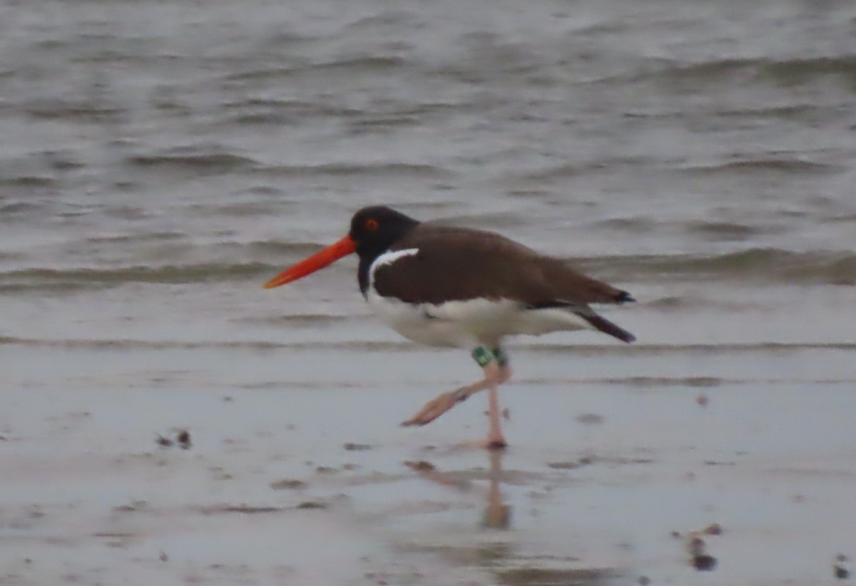 Braunmantel-Austernfischer - ML652690883