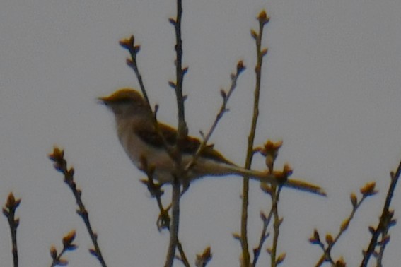 Northern Mockingbird - ML652690922