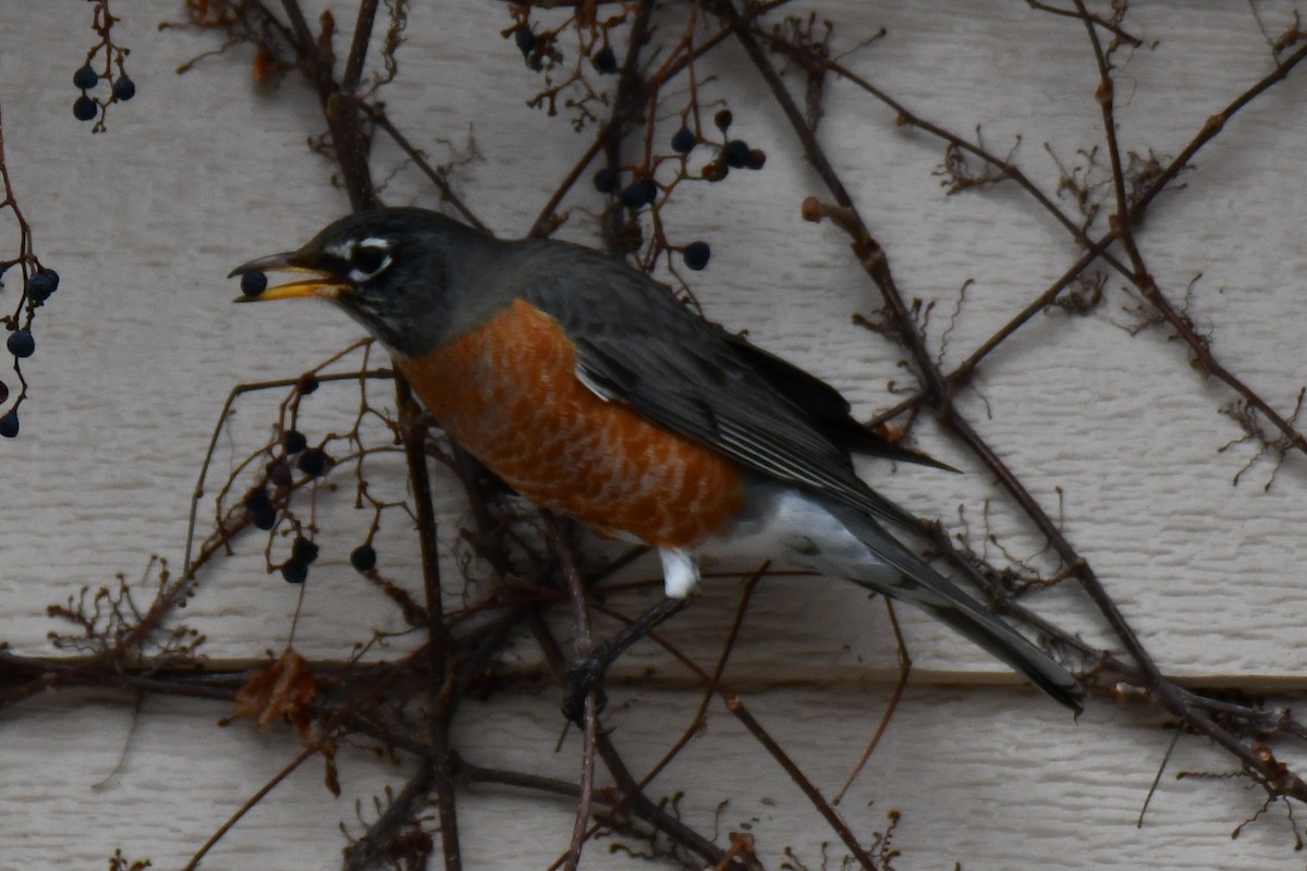 American Robin - ML652690986