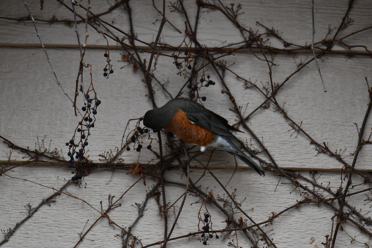 American Robin - ML652690987