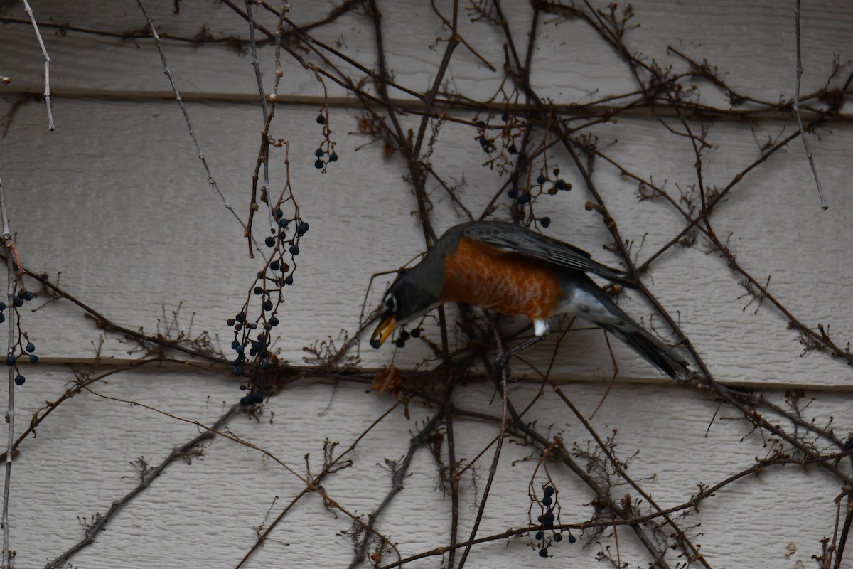 American Robin - ML652690989