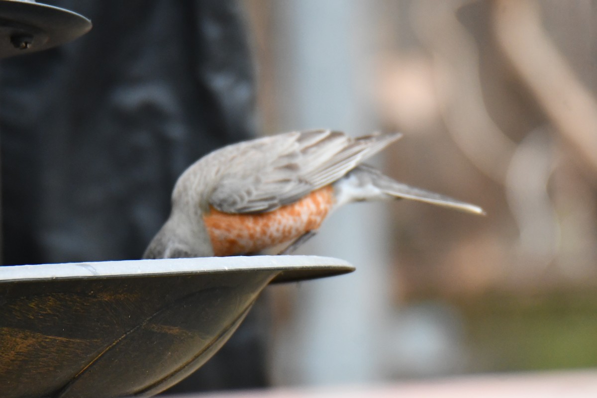 American Robin - ML652690990