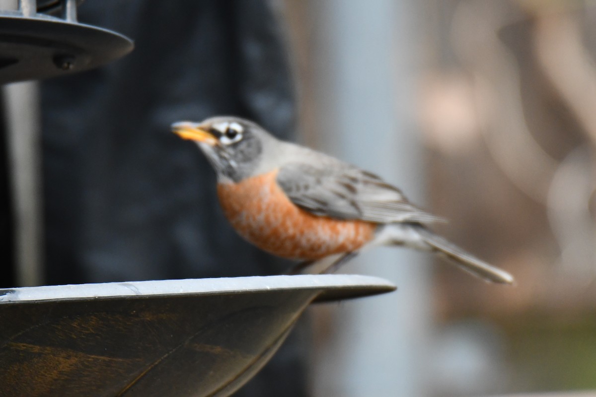 American Robin - ML652690991