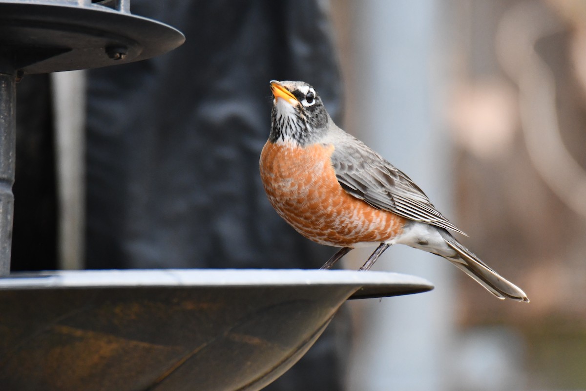 American Robin - ML652690992