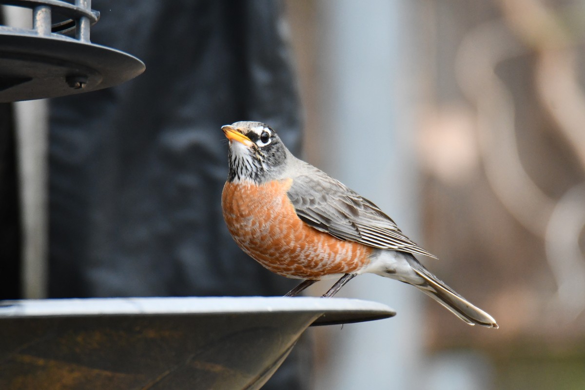 American Robin - ML652690993