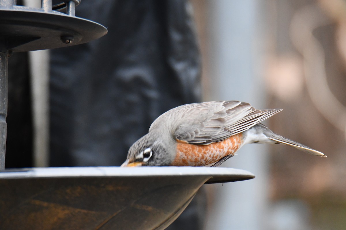 American Robin - ML652690994
