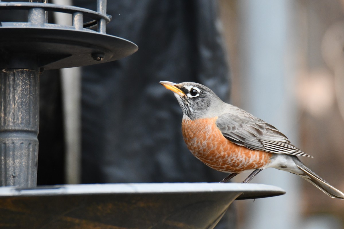 American Robin - ML652690995