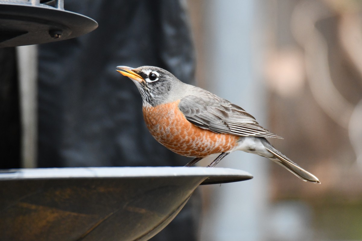 American Robin - ML652690996