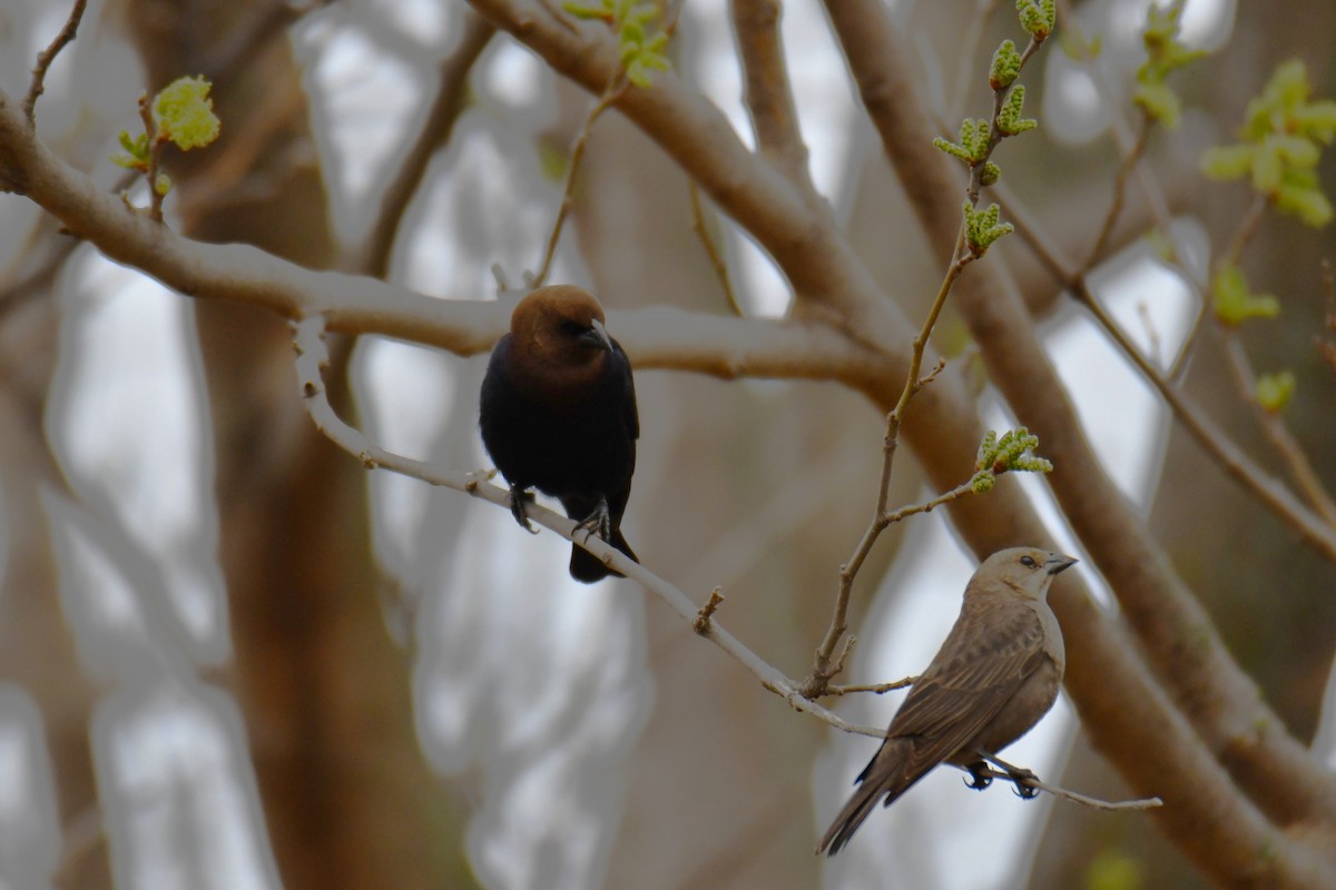 Brown-headed Cowbird - ML652691066