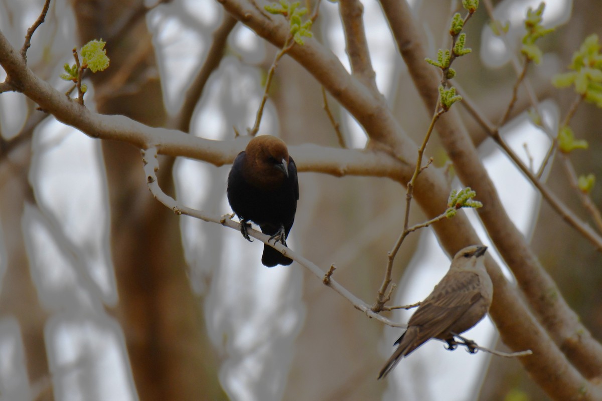 Brown-headed Cowbird - ML652691067