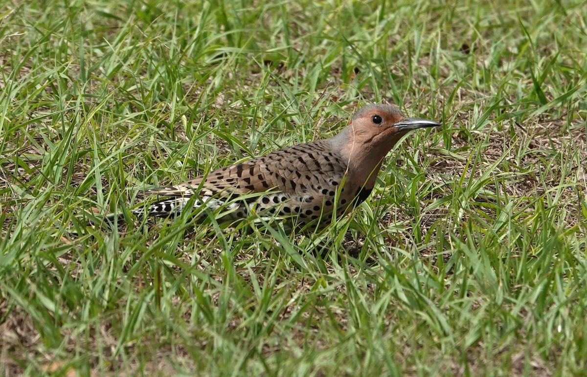 Northern Flicker - ML652691260