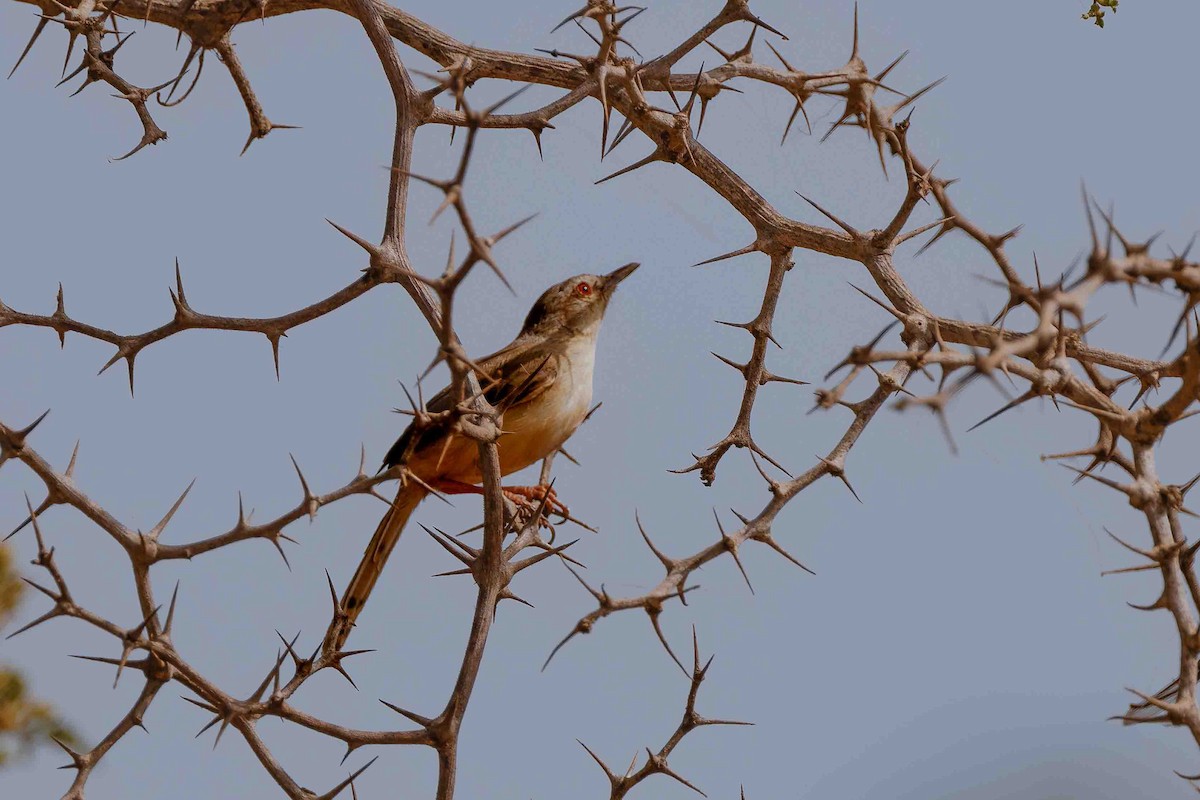 Tawny-flanked Prinia - ML652691384