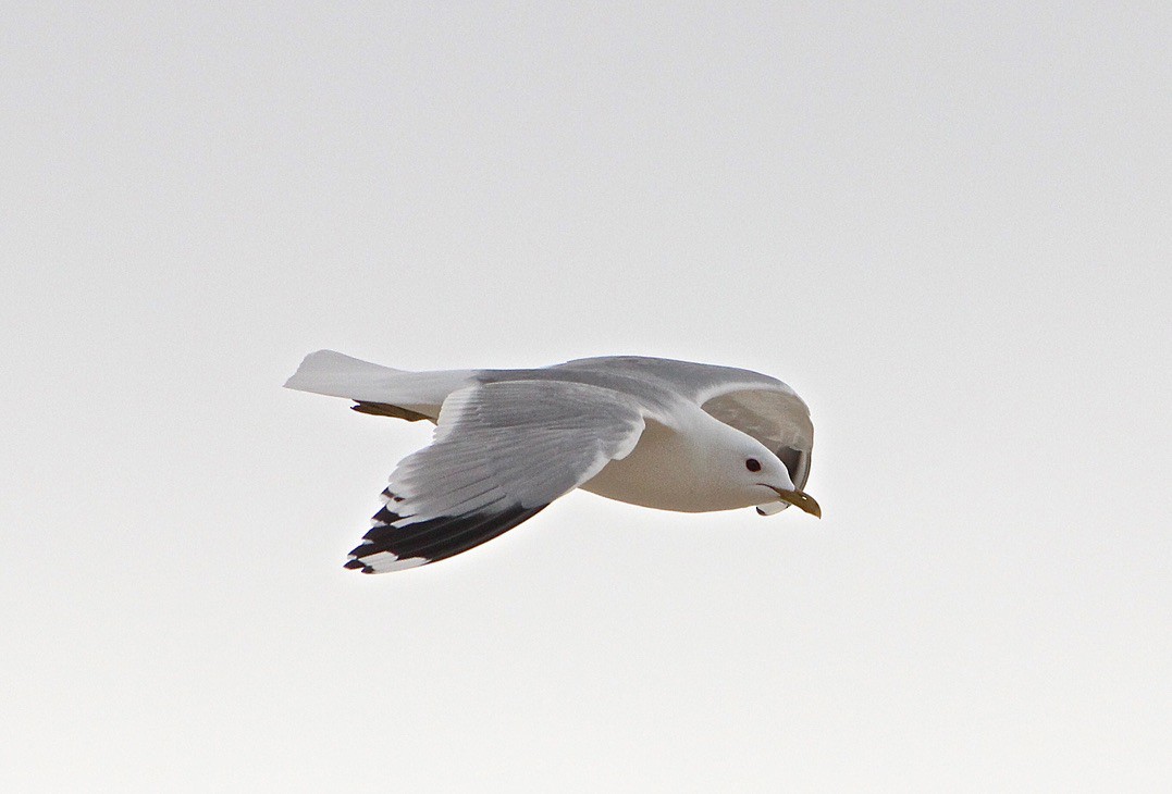 Common Gull - ML652691507
