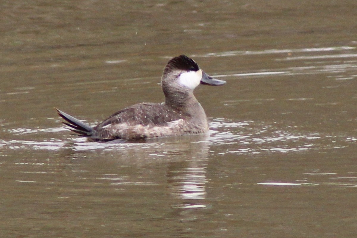 Ruddy Duck - ML652691526