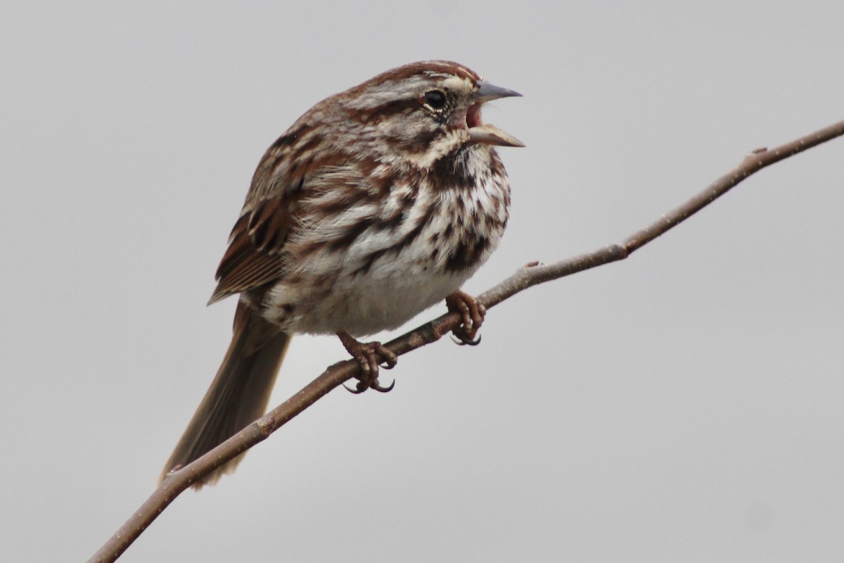 Song Sparrow - ML652691534