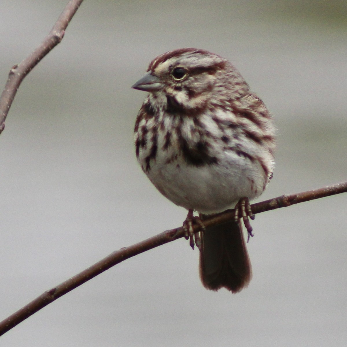 Song Sparrow - ML652691535