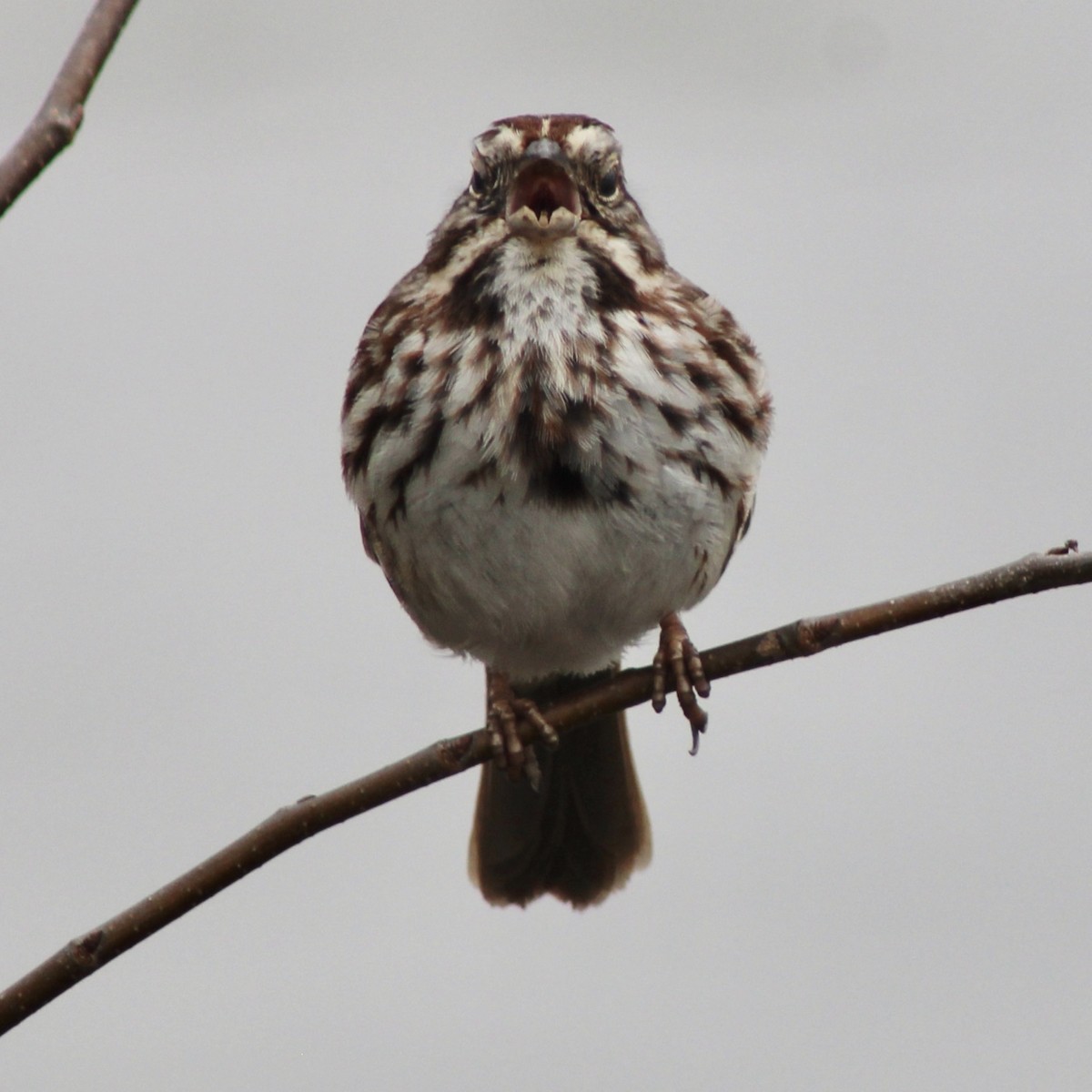 Song Sparrow - ML652691538