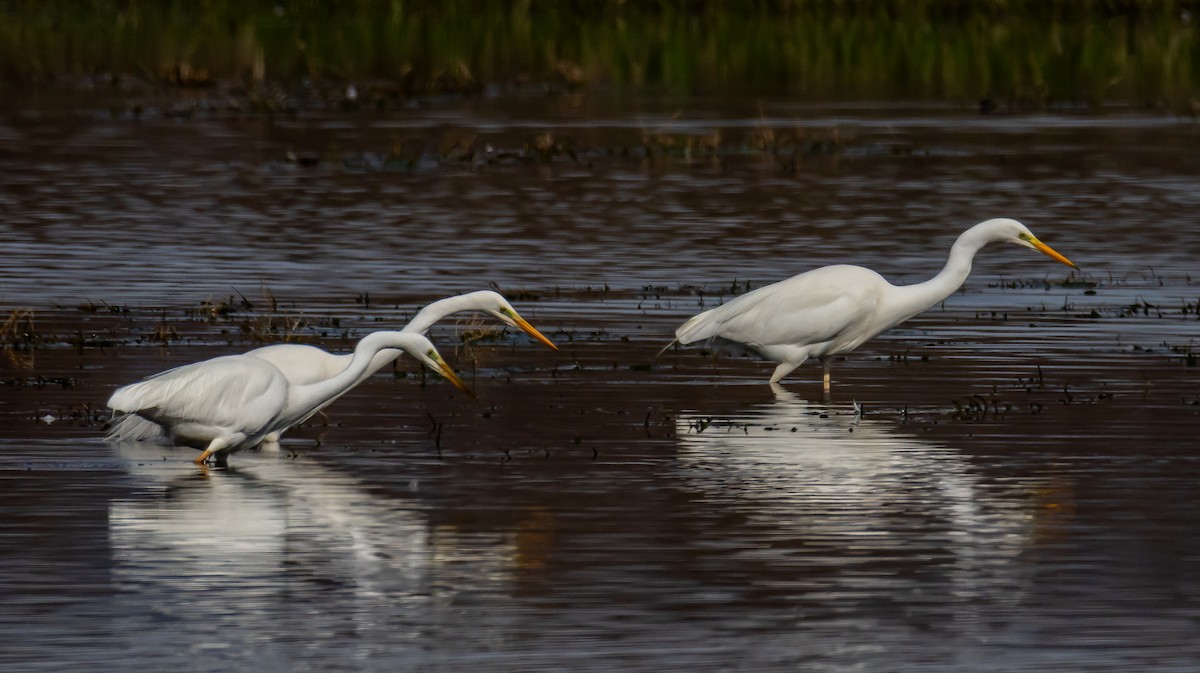 Garceta Grande - ML652691545