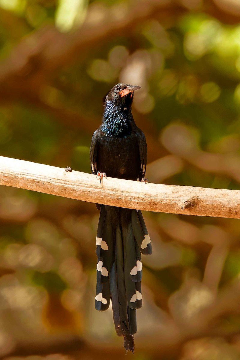 Green Woodhoopoe - ML652691572