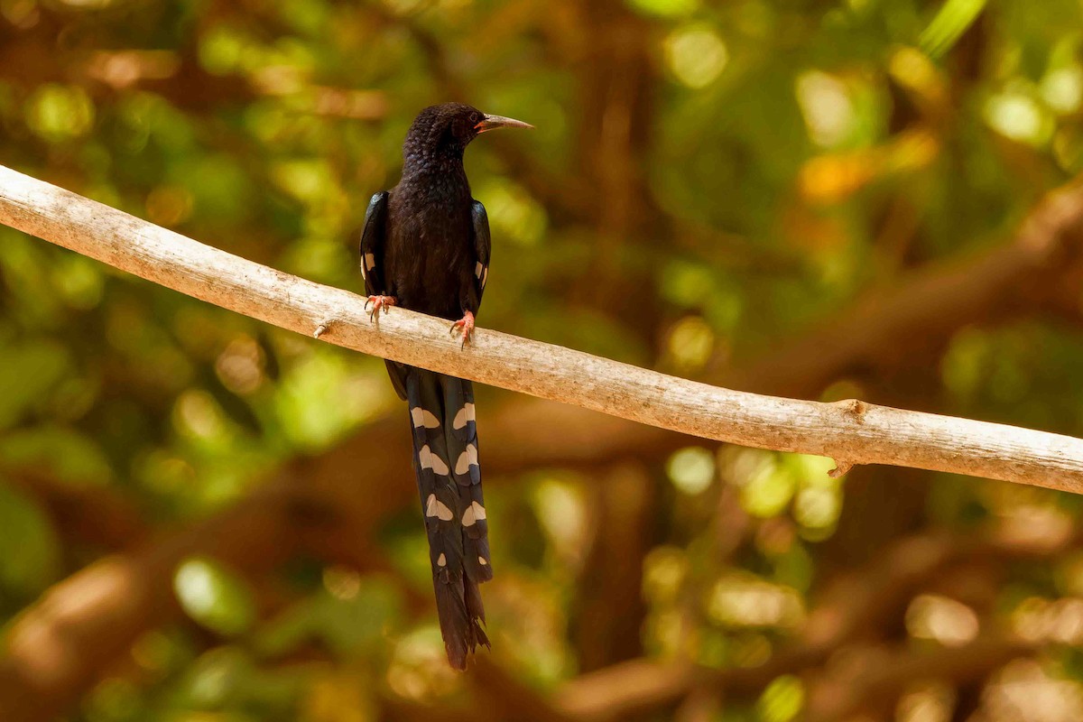 Green Woodhoopoe - ML652691573