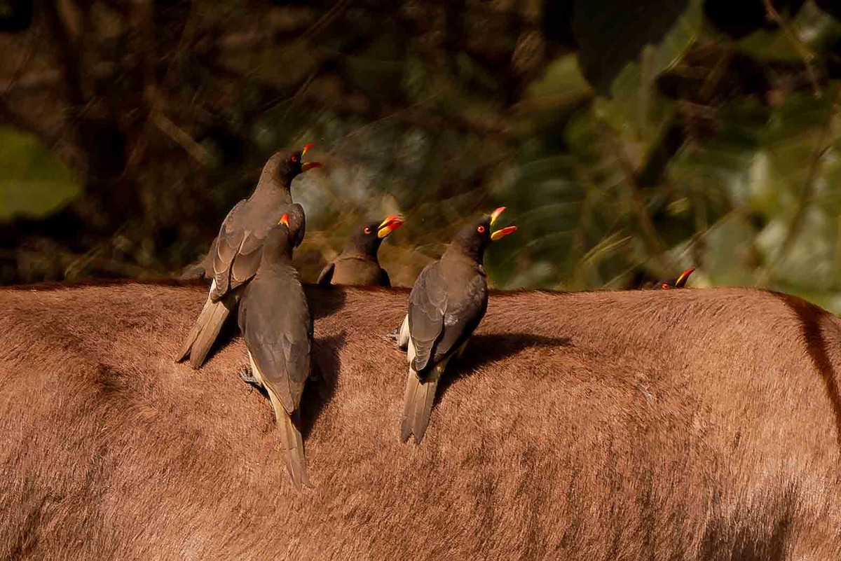 Yellow-billed Oxpecker - ML652691685