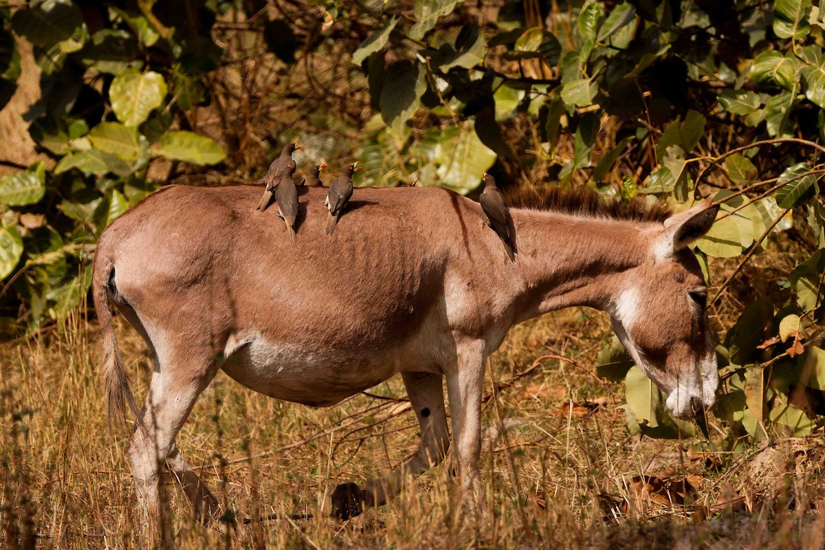 Yellow-billed Oxpecker - ML652691686