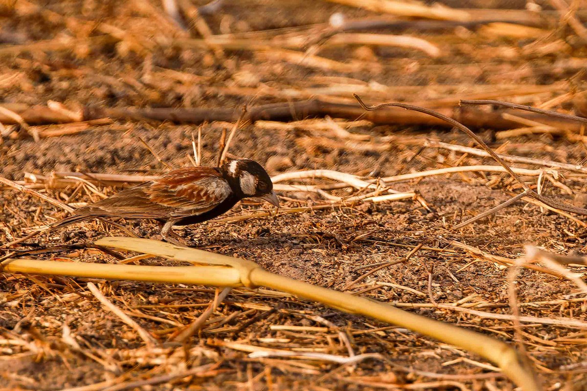 Chestnut-backed Sparrow-Lark - ML652691720