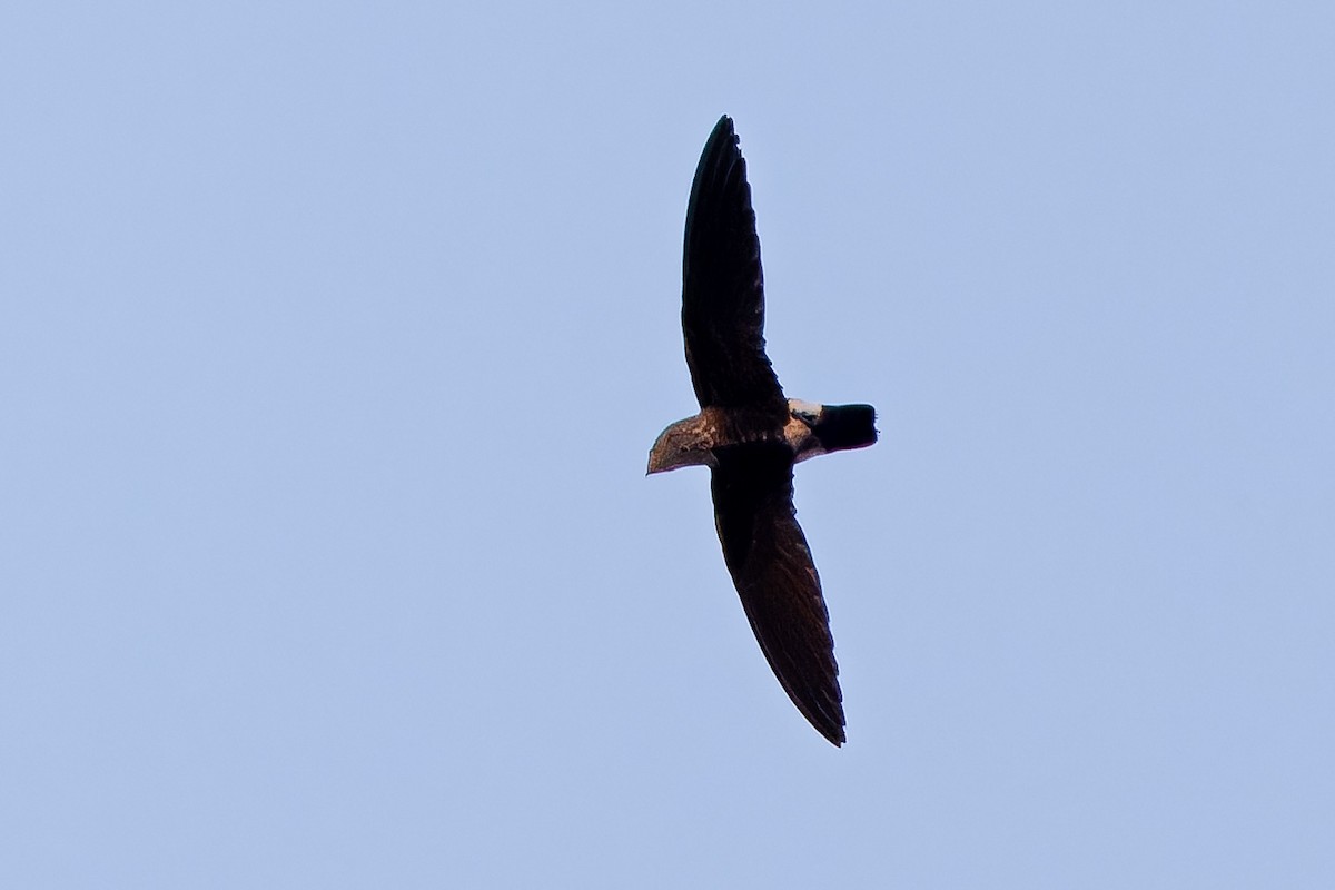 Baobab İğnekuyruğu - ML652691752