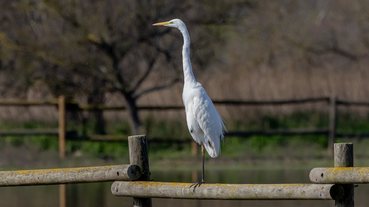 Garceta Grande - ML652691764