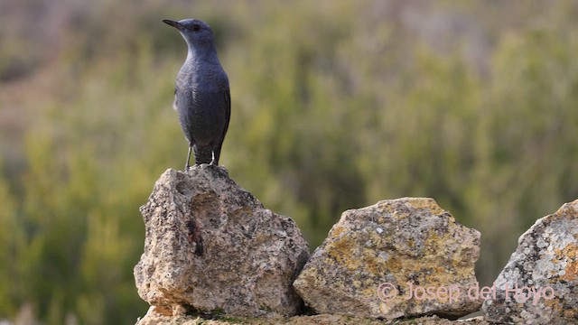 藍磯鶇 - ML652691780