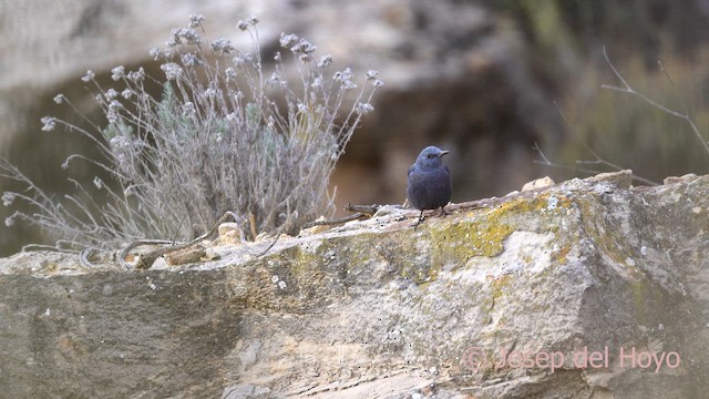 藍磯鶇 - ML652691976
