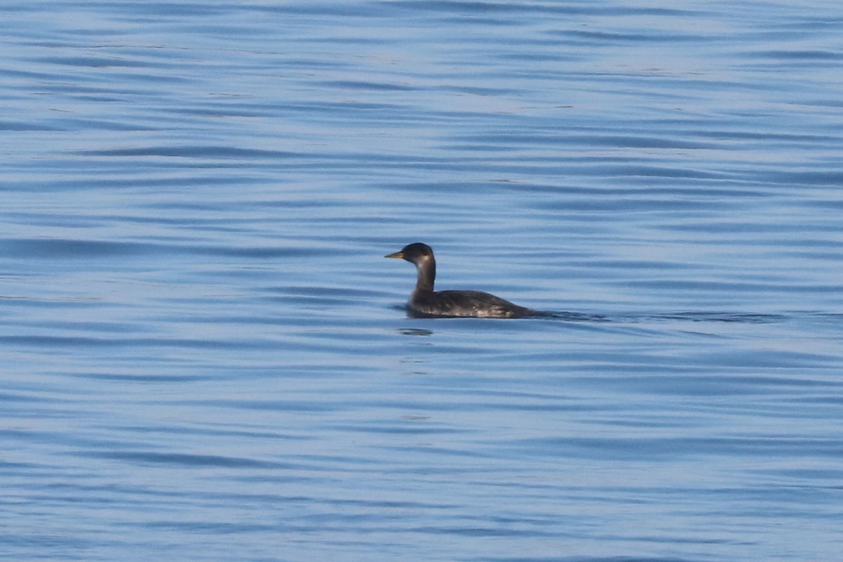 Svasso collorosso - ML652692253