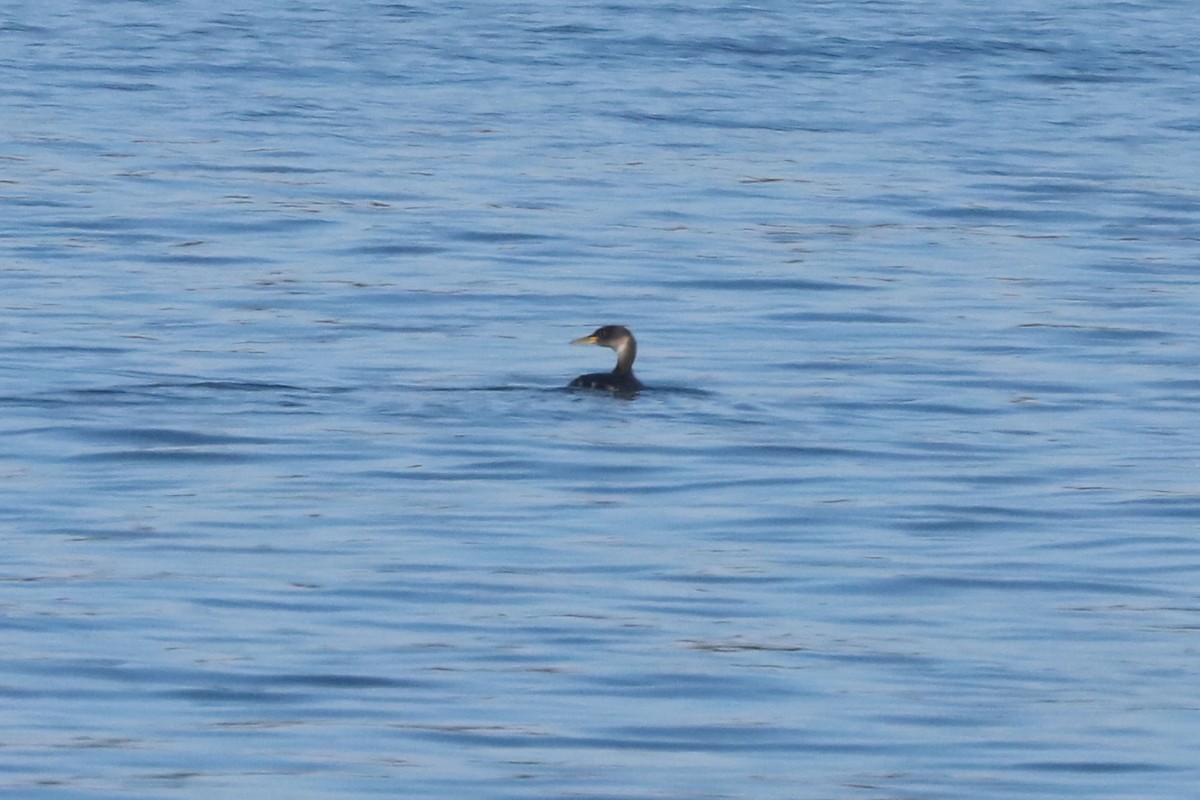 Svasso collorosso - ML652692254