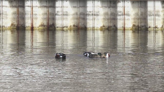 lžičák pestrý - ML652692324