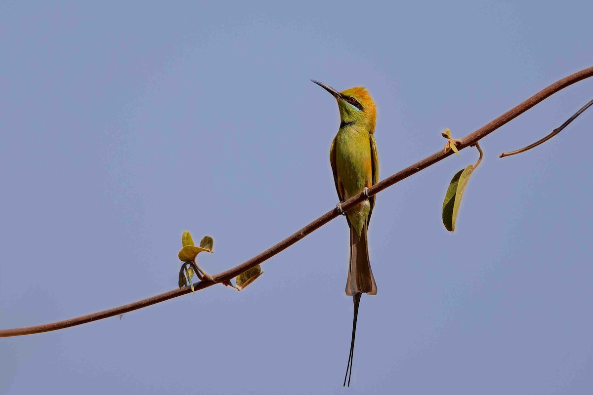 שרקרק צהוב גרון - ML652692387