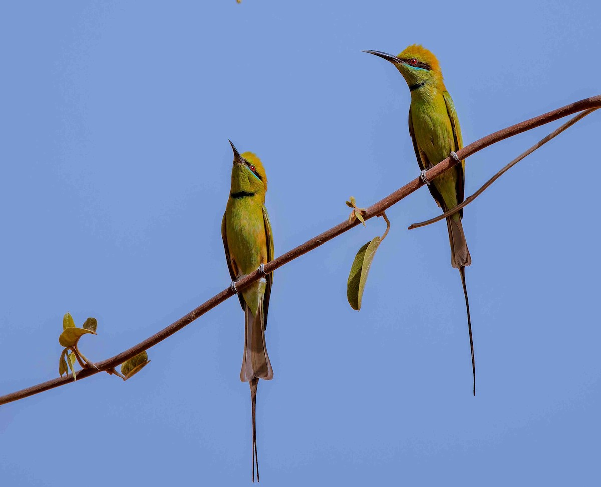 שרקרק צהוב גרון - ML652692388