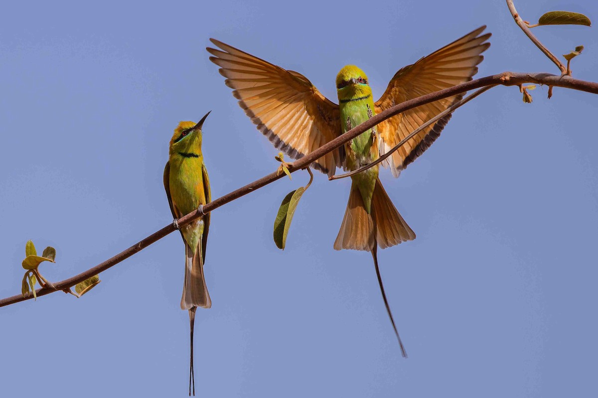 שרקרק צהוב גרון - ML652692389