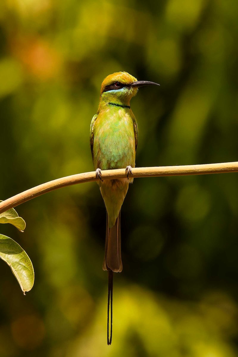 שרקרק צהוב גרון - ML652692390