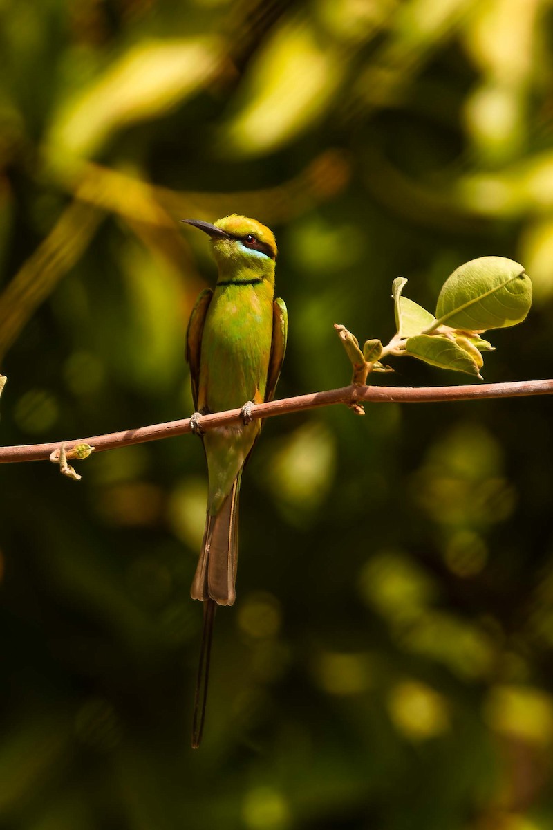 שרקרק צהוב גרון - ML652692391