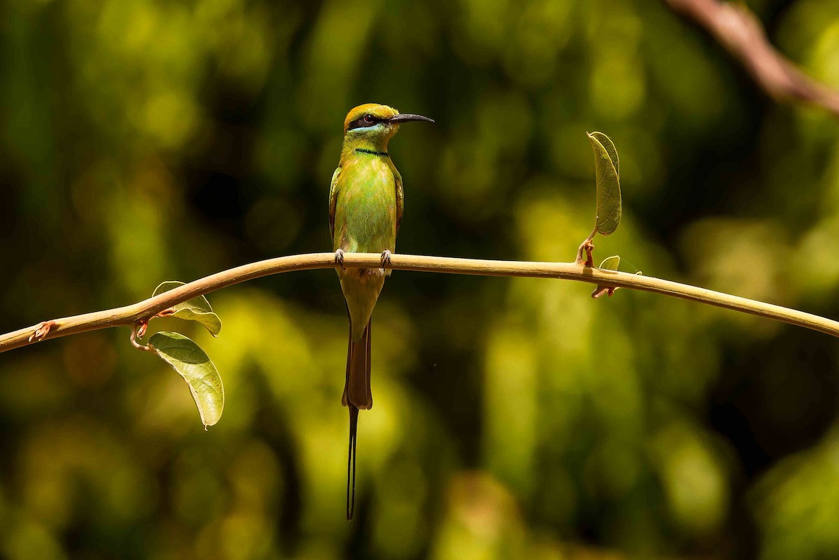 שרקרק צהוב גרון - ML652692392