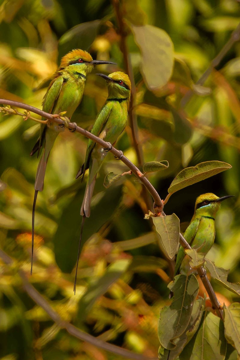 שרקרק צהוב גרון - ML652692393