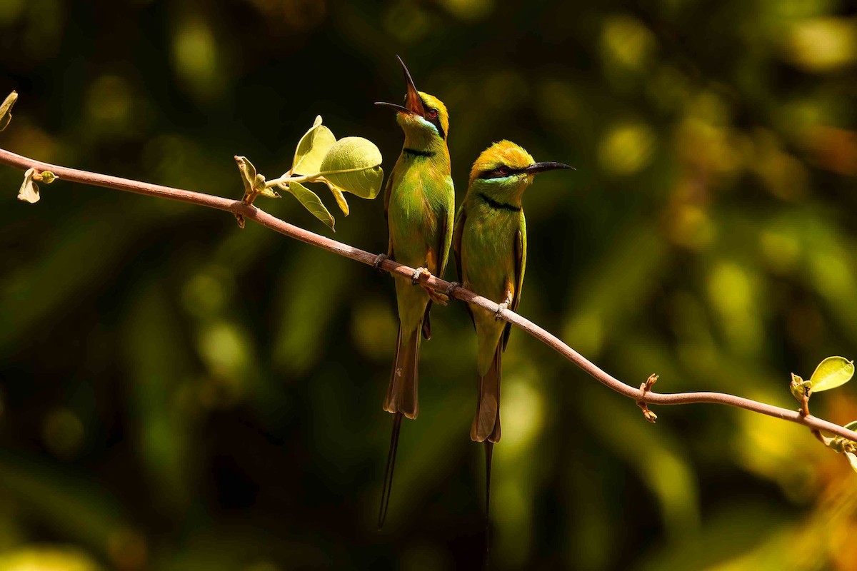 שרקרק צהוב גרון - ML652692394