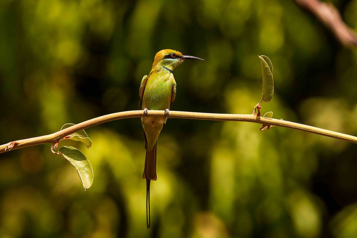 שרקרק צהוב גרון - ML652692395